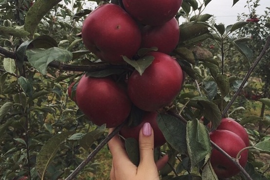 яблуко , яблоко , яблоки , яблочний сад , apple , apple garden  ,яблуко айдаред ,сорт айдаред , idared